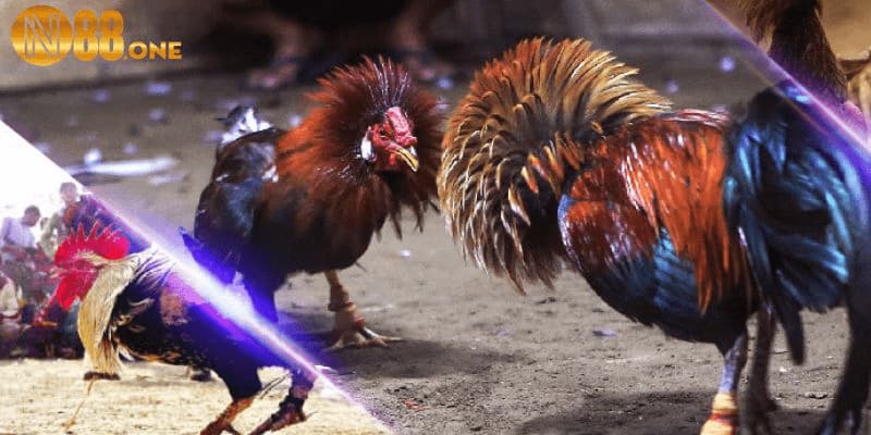 Đa dạng hình thức từ truyền thống đến các trận đấu ảo